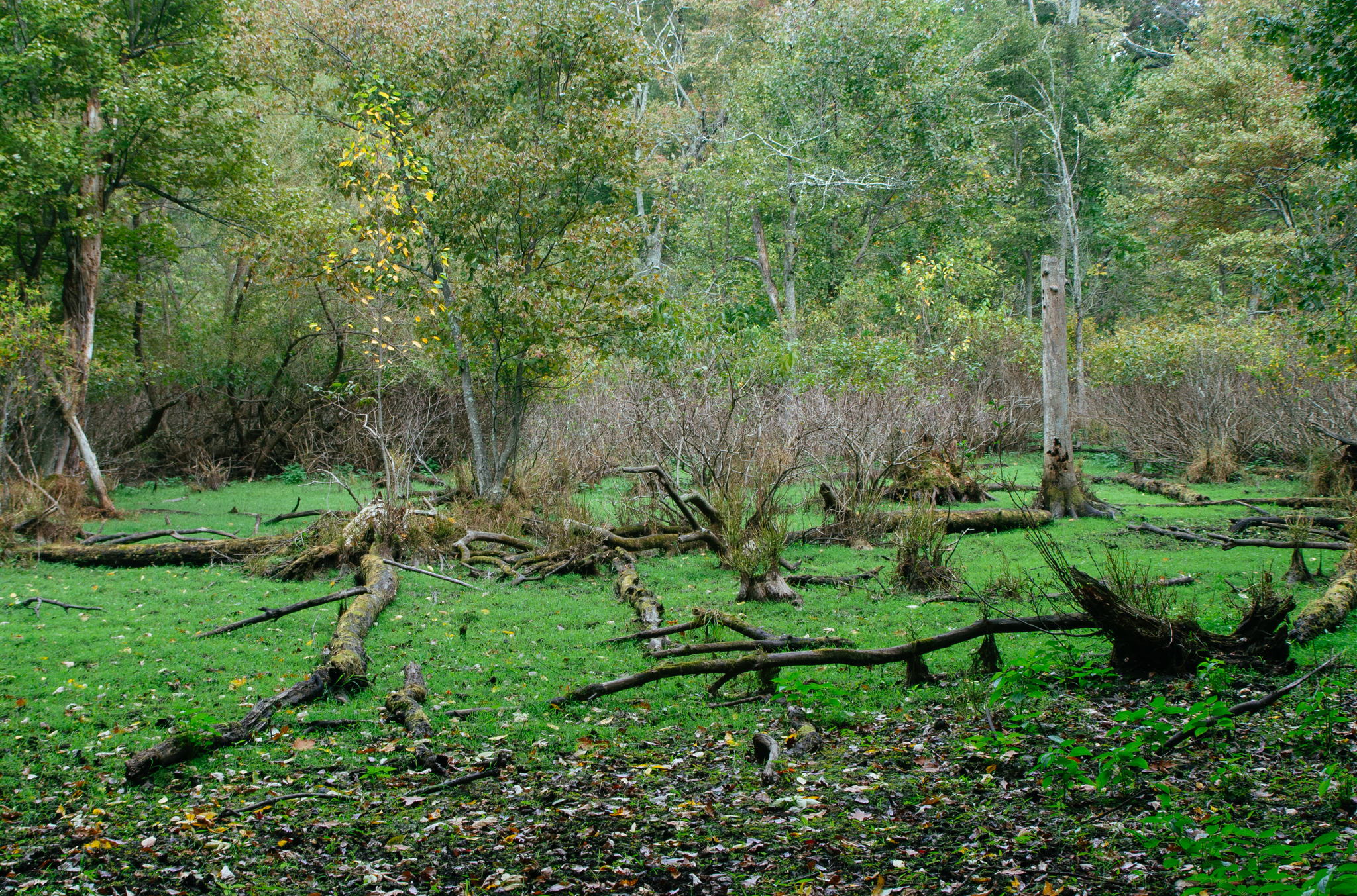 11 Joseph Cuomo - Seasonal Swamp at JA Mcfaul Environmental Center_
