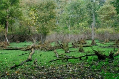 11 Joseph Cuomo - Seasonal Swamp at JA Mcfaul Environmental Center_